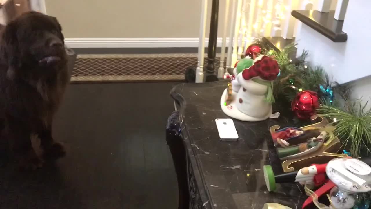 Dancing dog insists everyone dance to holiday music