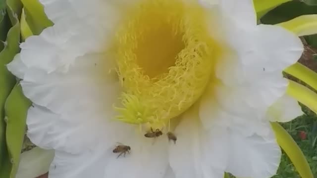 beautiful dragon fruit flowers with happy busy bees in the morning