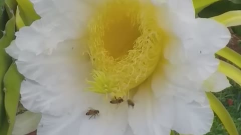 beautiful dragon fruit flowers with happy busy bees in the morning