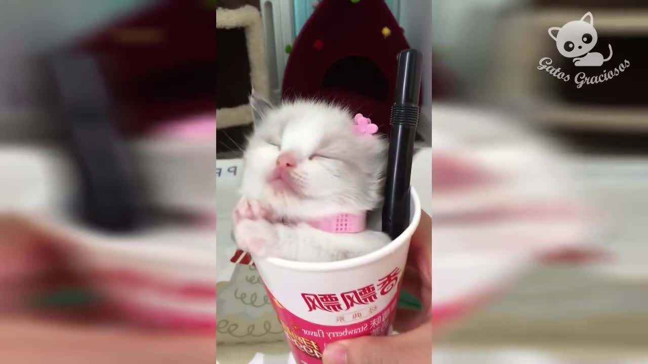 Los Mejores Videos de Gatos Chistosos