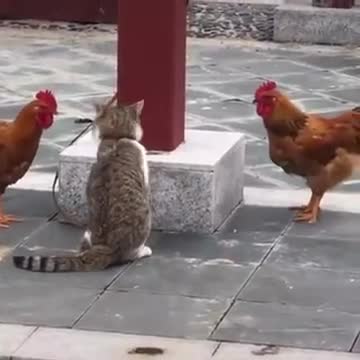 Viral video today shorts 19funny