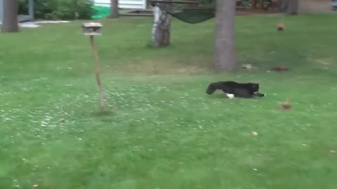 A cat in pursuit of a squirrel