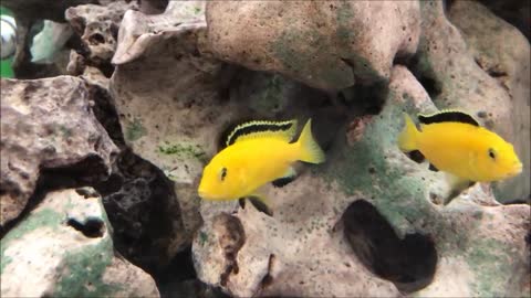 Fish Yellow