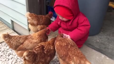 Lovely child feeding chicken