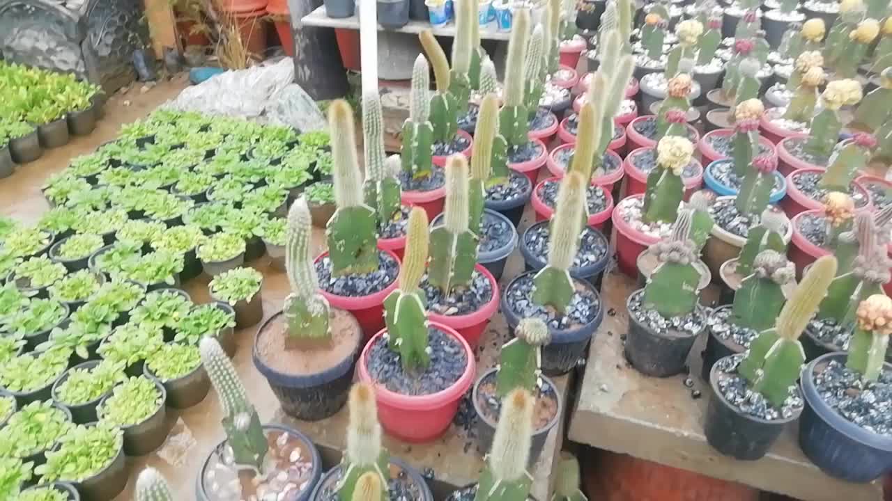 Beautiful cactus pots collection !