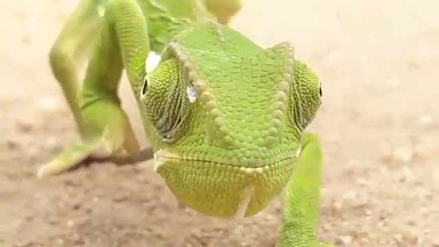 Chameleon Eyes. | Interesting Facts #Shorts