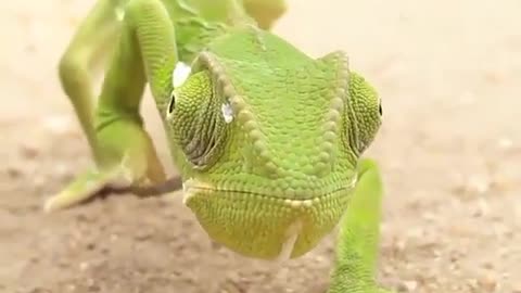 Chameleon Eyes. | Interesting Facts #Shorts