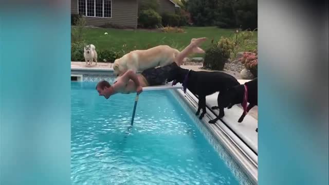 Dog fall