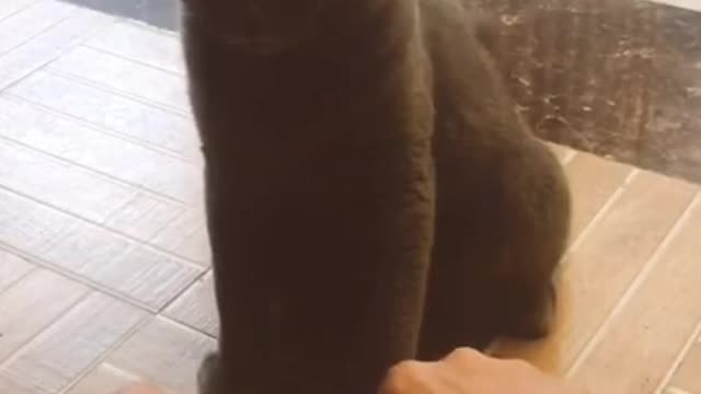 Funniest​ Animals Real