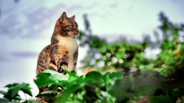 cute cats videos viral #C_17 | Cute cat videos | cute cats | Funny cats | omg funny cat videos