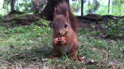 Good Morning! Baby Squirrel Enjoys Breakfast