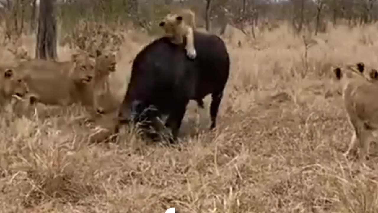 Buffalo saved from lions