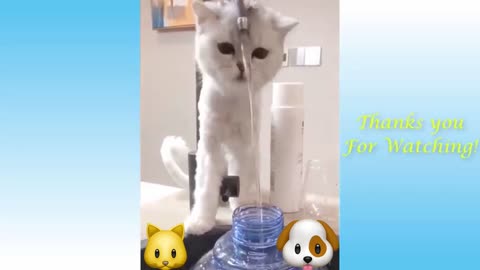 funny animals, funny cats and dogs😃