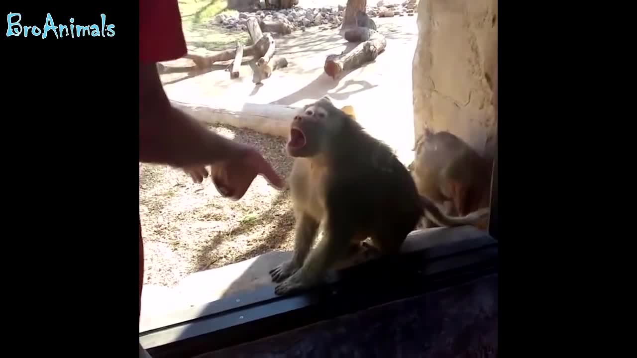 jokes with monkeys, very funny monkeys, dancers and musicians))))))))))))