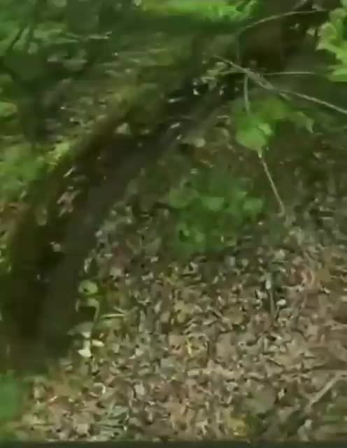 Ben Grant, son of Conservative MP Helen Grant took part in the mission in north-east Ukraine