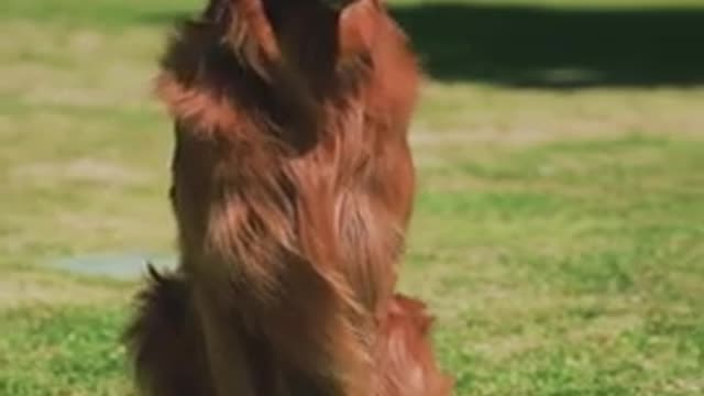 Dog Funny Video