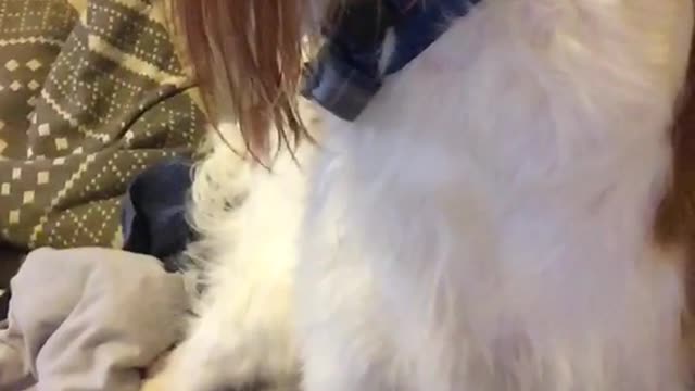 Brown and white dog tries to steal blanket from owner