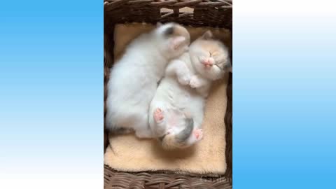 Cute funny and adorable pets The funniest video ever