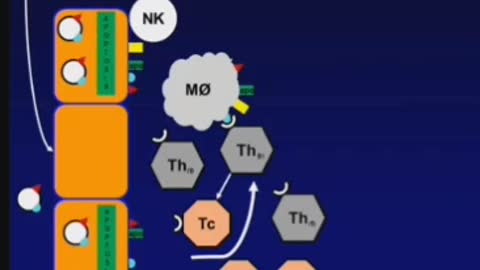 How immune system functions