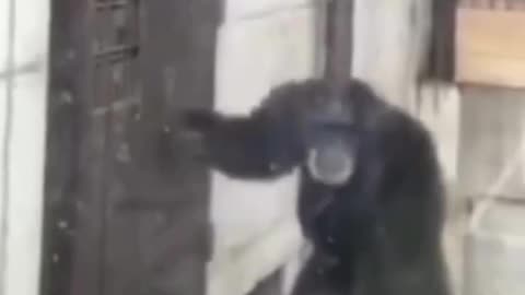 Funny animal moments to make ur love face smileee
