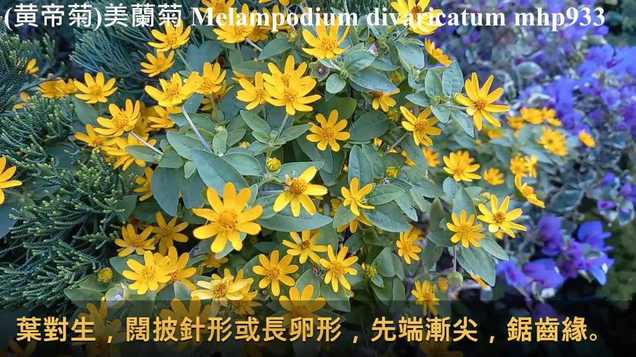 (黄帝菊)美蘭菊 Melampodium divaricatum, mhp933, Dec 2020