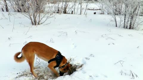 Hunting winter dogs