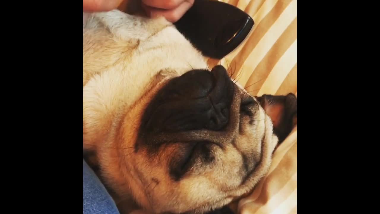 Pug se queda dormido durante una relajante sesión de manicuría