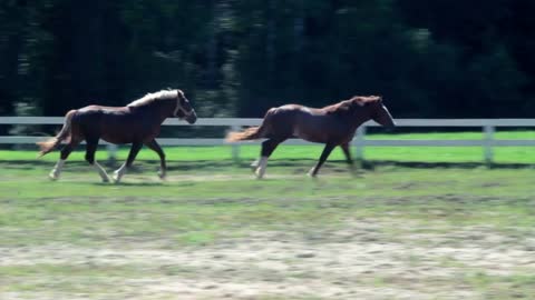 Horses at horse farm. Horses in paddock at ranch