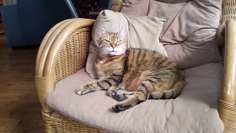Cute and Funny Cat Videos to Keep You Smiling! 🐱