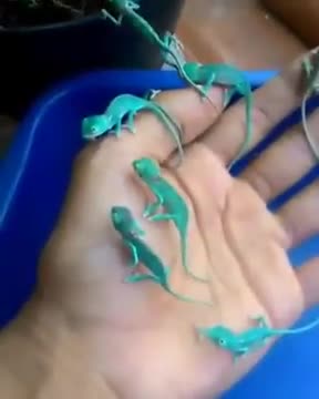 strange lizard-like creatures