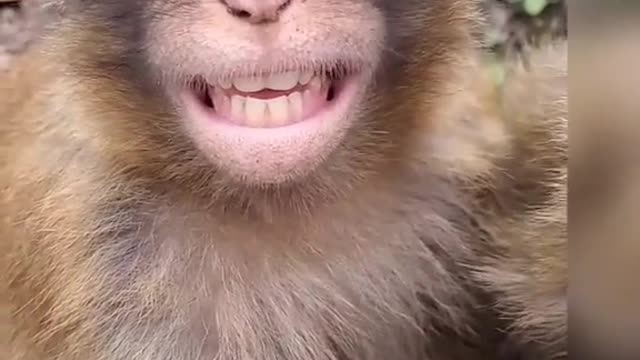 🤓🤓monkey ##animals## for you