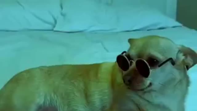 Cool Dog chilling | Try not to laugh !!