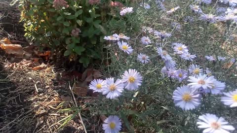 September flowers and a bee.