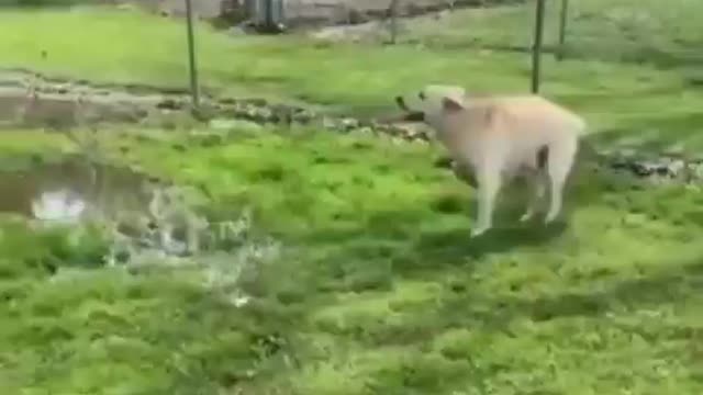 Blind dog finds puddle.