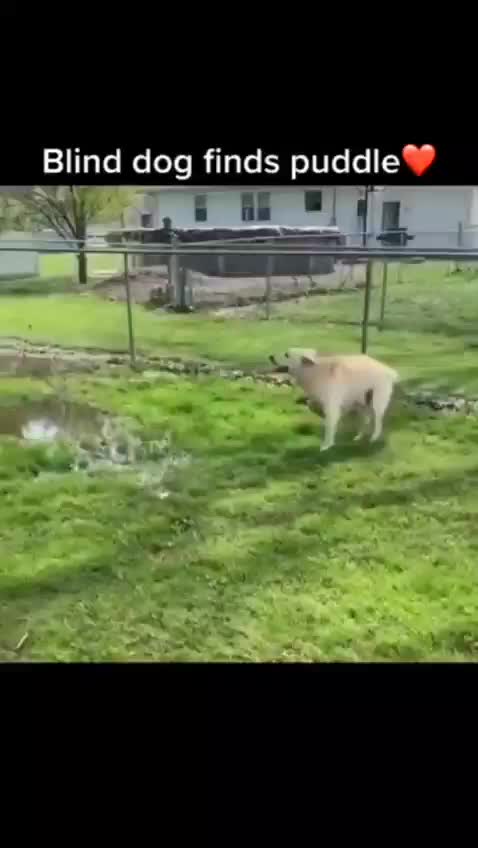 Blind dog finds puddle.