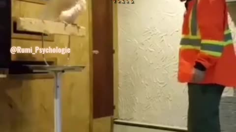 parrot not agrees with demolishing of cage