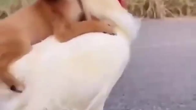 funny dog and chicken video🤣