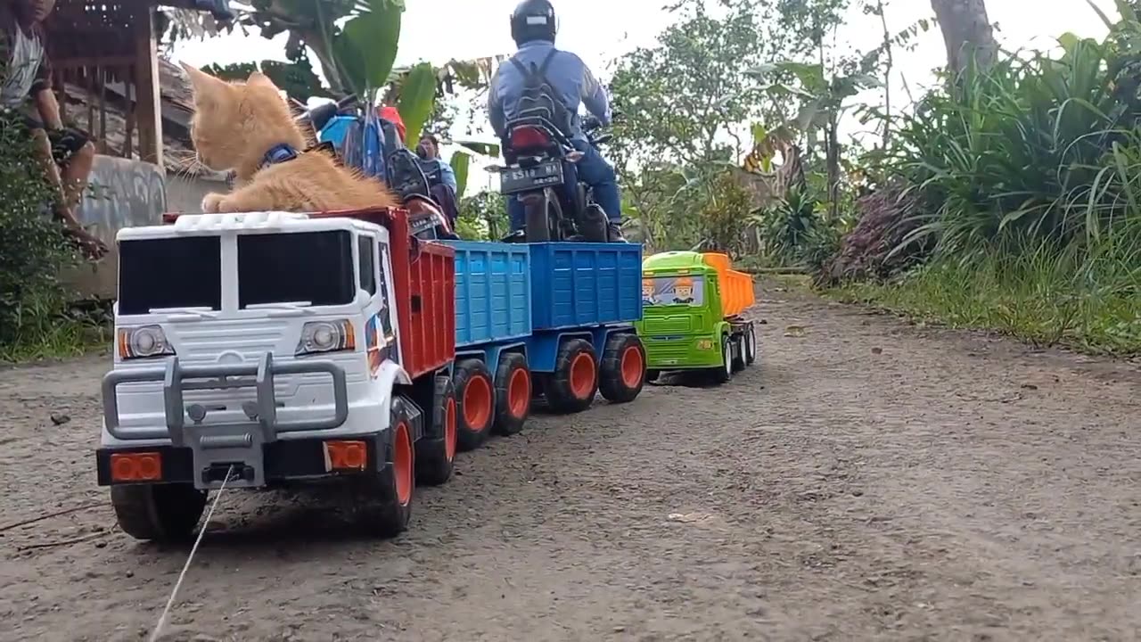 The Cute Cat Goes Home in a Hand Towed Truck