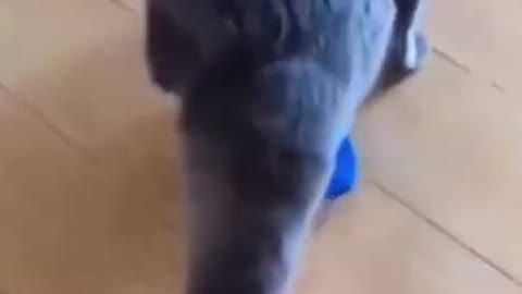 Funny Cat Walks Like Queen's Guard!! | Funny Cat Video | Funny Animals | Cat Videos