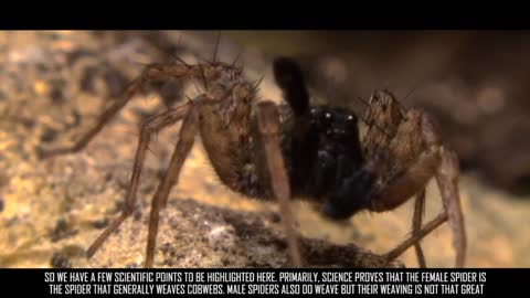 Science Confirms Quranic Claim - Weakest Homes Are That Of Spiders!