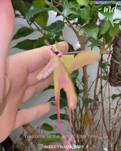 Chinese moon moth hatching