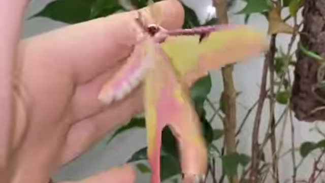 Chinese moon moth hatching