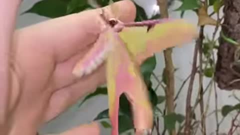 Chinese moon moth hatching