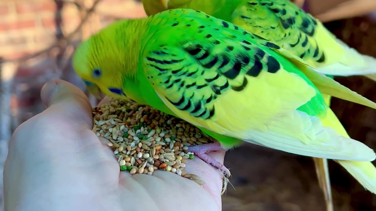 Tame budgies on hand