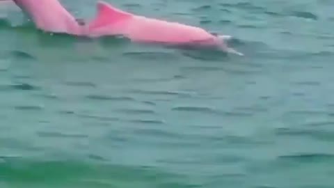 This is a beautiful and charming water-dwelling species