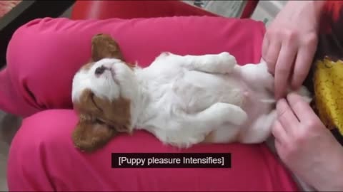 These Tiny Puppies Will Change Your Day! Cutest Puppies Compilation