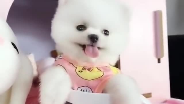 Funny Dog Videos - Happy Dog Videos (2)