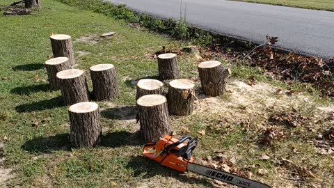 Tree Clean Up - Firewood - Homesteadish