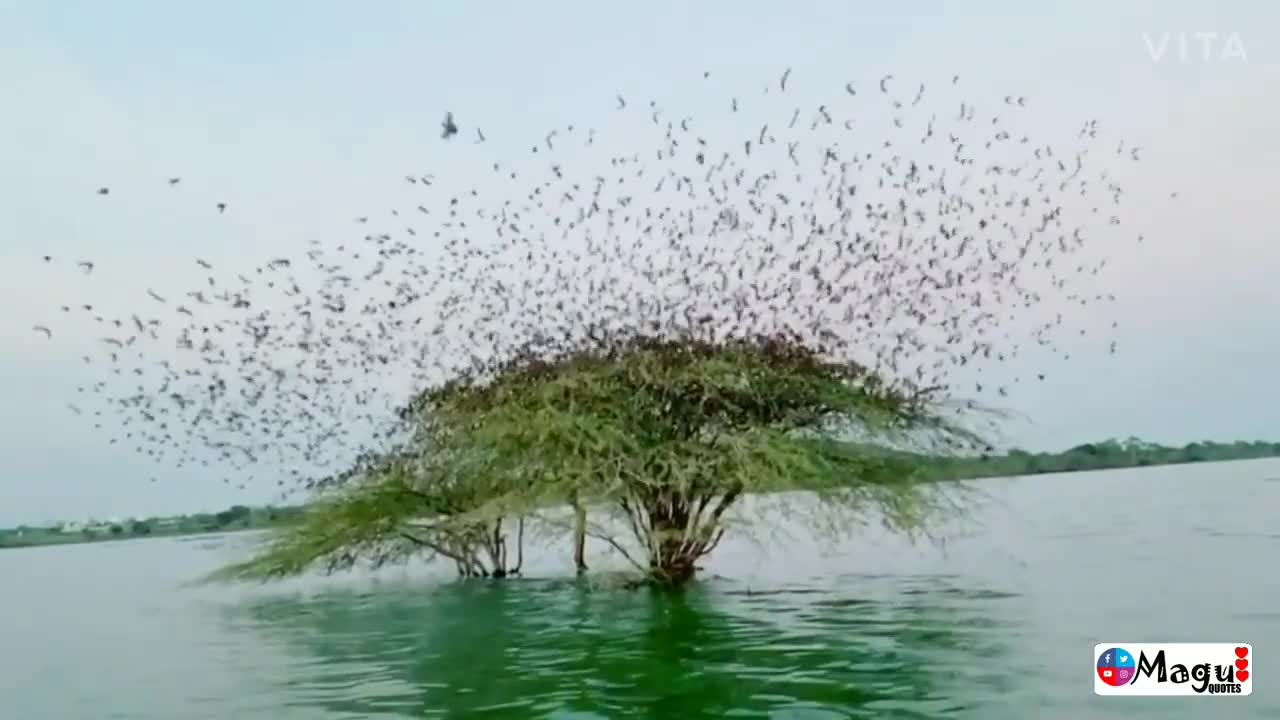 Bird Stop Water Tree