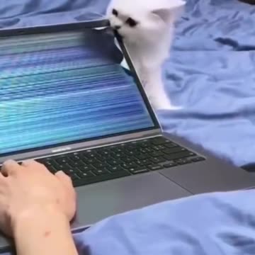 the cat broke my nootebook with the tooth